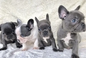 Französische Bulldoggen Welpen suchen ein schönes Zuhause