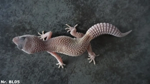 Blizzard + Midnight Blizzard Leopardgecko Männchen Weibchen