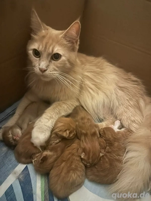 Kleine süsse Maine -Coon baby katzen 