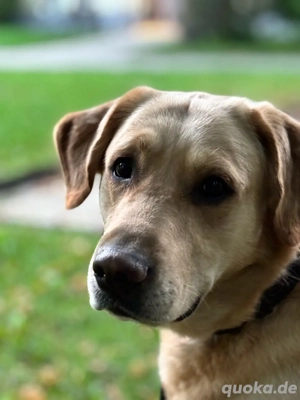 Labrador Golden Redriever Mischling