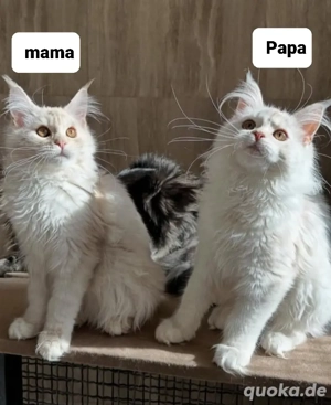 Maine-Coon-Kätzchen