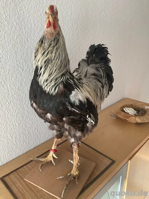 Tierpräparat Hahn Trophäe