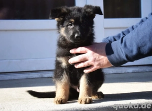    Deutsche Schäferhundwelpen   Gesund, liebevoll und bereit fürs neue Zuhause   
