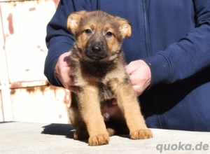    Deutsche Schäferhundwelpen   Gesund, liebevoll und bereit fürs neue Zuhause   