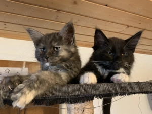 Maine Coon Kitten 4 Monate alt 