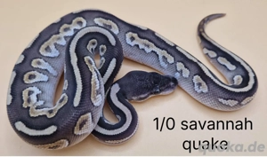 köpys aus eigener zucht 