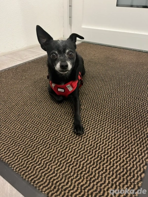 Deckrüde kein Verkauf Bild 3