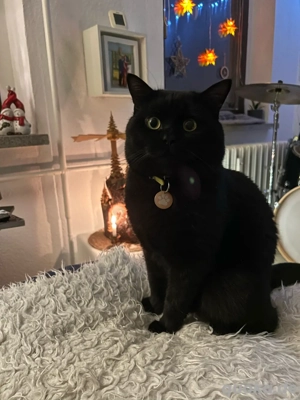 BKH Deckkarter Morle Bild 2