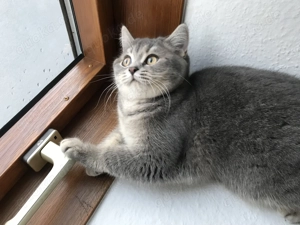 Süße BKH Katze Kätzchen weiblich