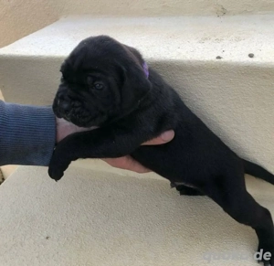 Cane Corso Welpen verfügbar Bild 3