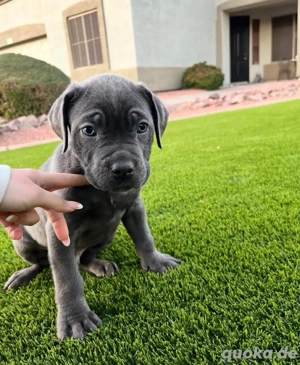 Cane Corso Welpen verfügbar Bild 8