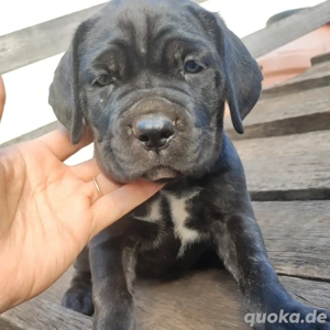 Cane Corso Welpen verfügbar Bild 7