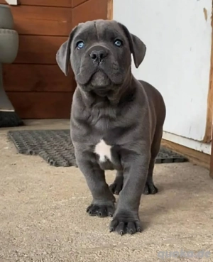 Cane Corso Welpen verfügbar Bild 2