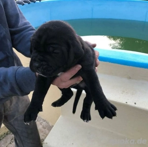 Cane Corso Welpen verfügbar Bild 9