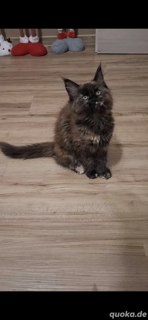 Maine coon Kitten suchen...