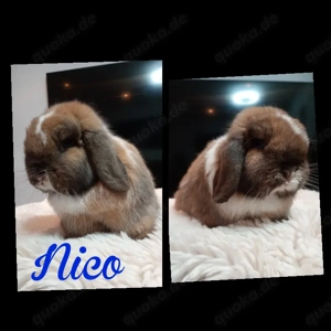 Minilop Zwergwidder suchen ein neues Zuhause 