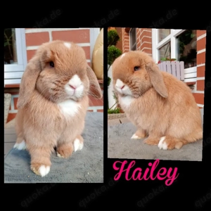 Minilop und Englisch Angora Kaninchen abzugeben 