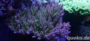 Korallen,Acropora,Meerwasser