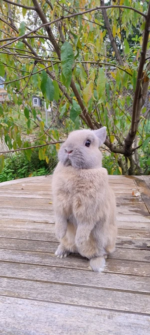 Zwergkaninchen Weibchen Männchen, Farbenzwerg Zwergwidder  Bild 3