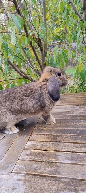 Zwergkaninchen Weibchen Männchen, Farbenzwerg Zwergwidder  Bild 2