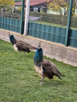 Verkaufe junge Pfauen 