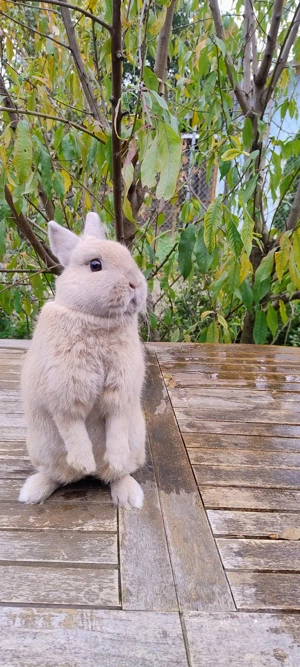 Zwergkaninchen Weibchen Männchen, Farbenzwerg Zwergwidder  Bild 4