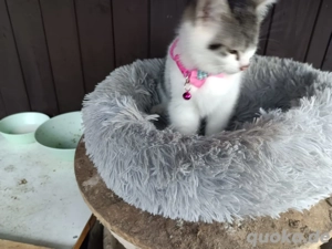 Main-Coon Mix Katzenbaby