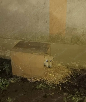 SOS - Junis sucht ein liebevolles Zuhause Bild 2