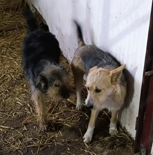 SOS - Junis sucht ein liebevolles Zuhause Bild 4