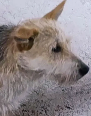 SOS - Junis sucht ein liebevolles Zuhause Bild 5