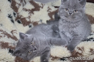 Süsse BKH-Kitten suchen ein neues Zuhause