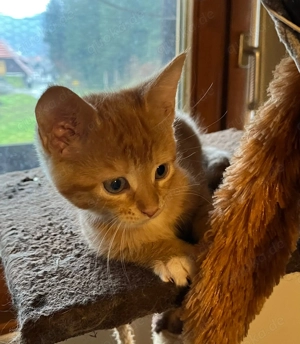 Maine Coon   Mischlinge  