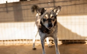Roscoe - ein wahrer Rohdiamant sucht ein Zuhause
