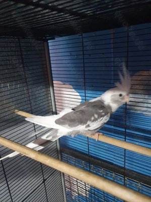 3 junge Weißkopf Nymphensittiche zu verkaufen 