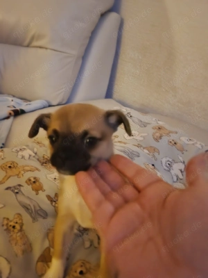 Ein Rüde ist noch frei !!  Bild 2