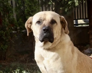 Hast du ein XL-Körbchen für Darwin? Bild 4