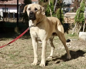 Hast du ein XL-Körbchen für Darwin?