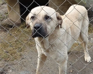 Hast du ein XL-Körbchen für Darwin? Bild 5