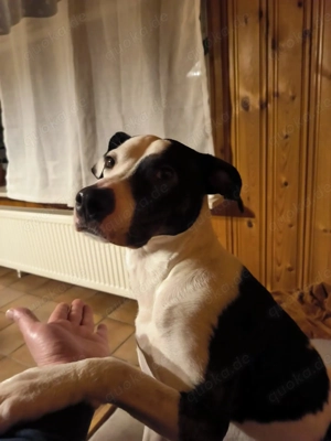 Podenco Mischling sucht neues Zuhause 