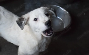 Hetti sucht ein warmes Körbchen Bild 2