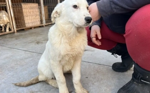 Hetti sucht ein warmes Körbchen