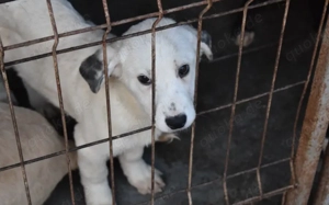 Hetti sucht ein warmes Körbchen Bild 3