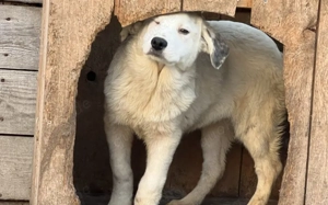 Hetti sucht ein warmes Körbchen Bild 5