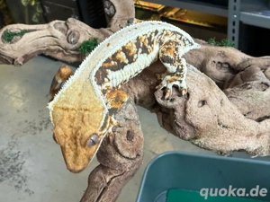 1.0 Kronengecko - Tricolor Lilly White