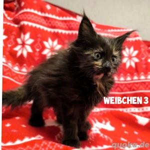 Wundervolle Maine Coon Kitten 