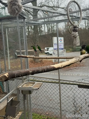 Gelbseitenrotschwanzsittich Bild 3