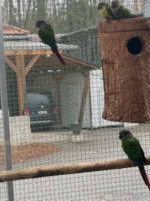 Gelbseitenrotschwanzsittich Bild 4