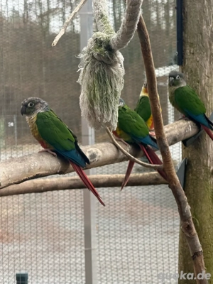 gelbseitenrotschwanzsittich