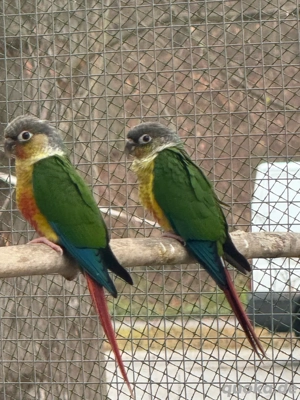 Gelbseitenrotschwanzsittich Bild 2