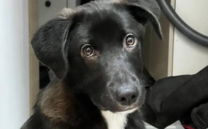 Kleiner Herzensbrecher Picu